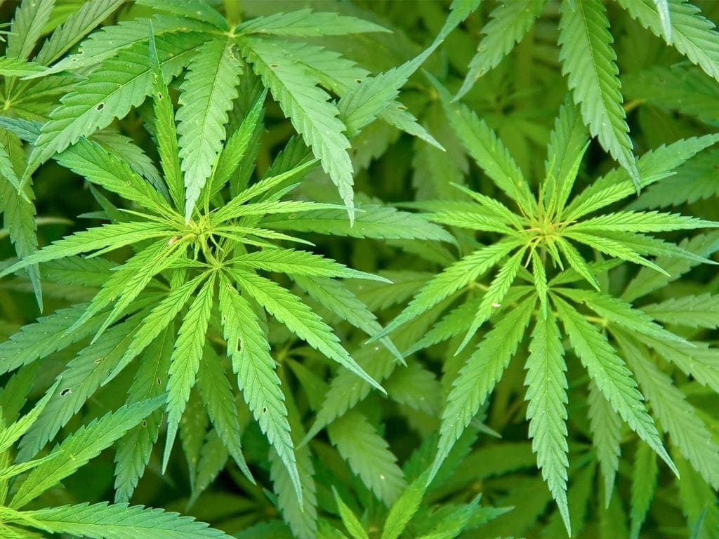 Cannabis Sativa image