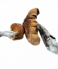 Cannabis And Magic Mushrooms image