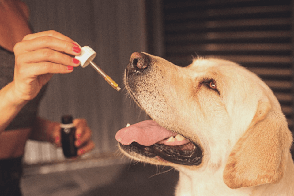 Does CBD Oil Help Your Dog’s Aches And Pains 2 image