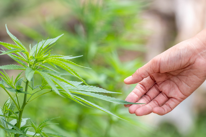 Hand holding weed leaves image