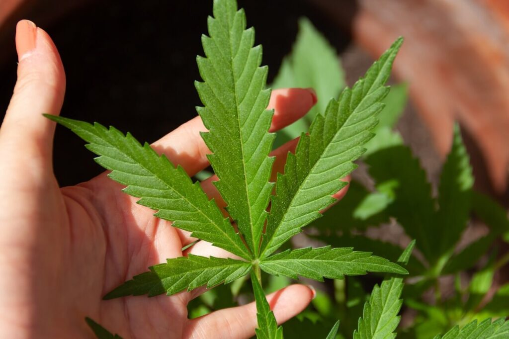 cannabis leaf image