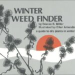 Winter Weed Finder : A Guide to Dry Plants in Winter by Dorcas S. Miller